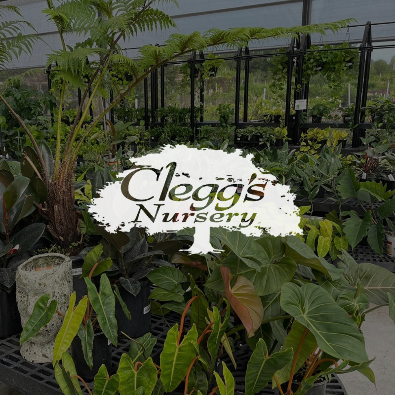 Clegg's Nursery Case Study